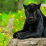 The Black Panther