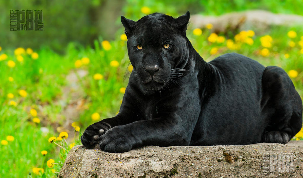 The Black Panther