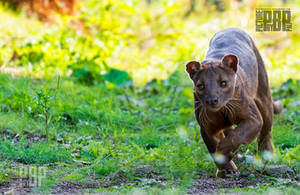 The Prowling Fossa