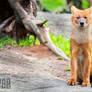 Young Dhole