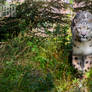 The snow leopard