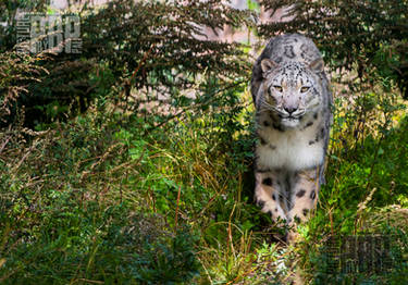 The snow leopard