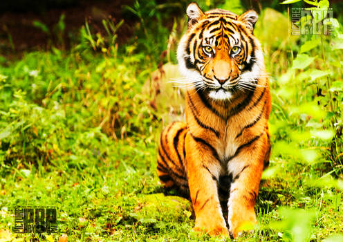 Young Sumatran Tiger