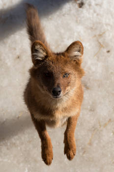 Dhole