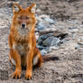 The Red Dhole