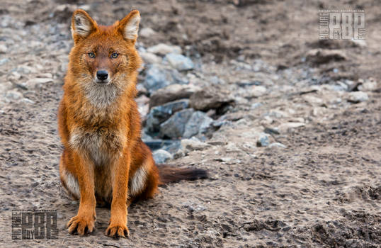 The Red Dhole