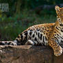Female Jaguar