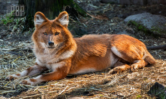 The Singing Dhole