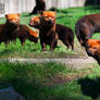 A Pack of Bush Dogs