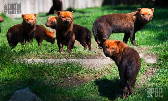 A Pack of Bush Dogs