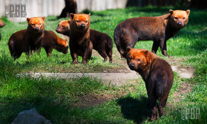 A Pack of Bush Dogs