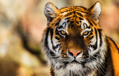 The Siberian Tiger STOCK