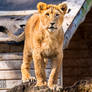 Young Lion Cub