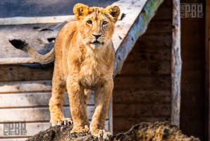 Young Lion Cub