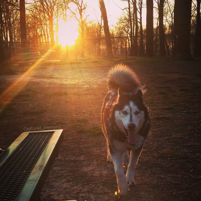 Happy Dog