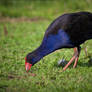 New Zealand Pukeko