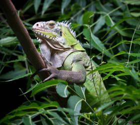 Lesser Antillean Iguana