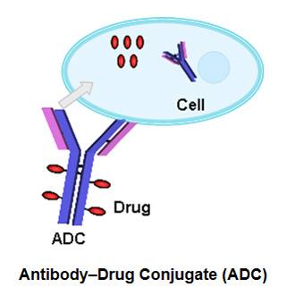 Antibody-Drug Conjugation Service