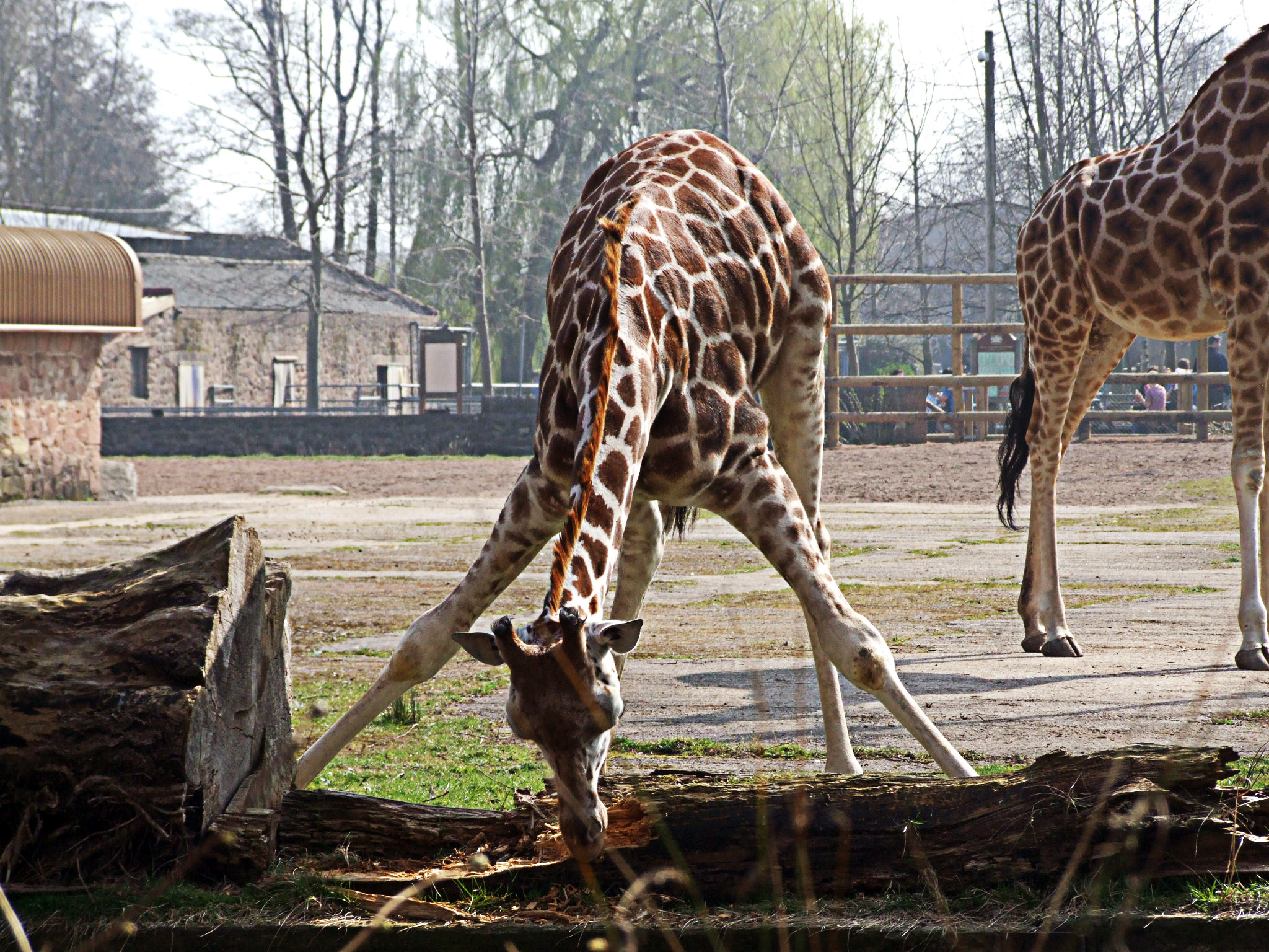 Chester Zoo Visit