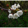 Tree Blossoms 1