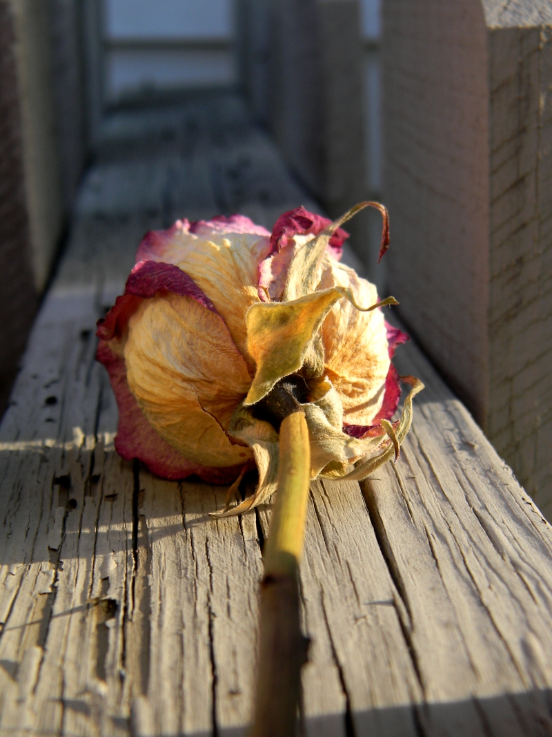 Dried Rose