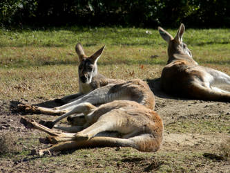 Kangaroos