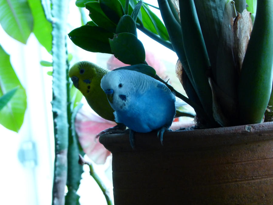 Budgies attacking plant part 3