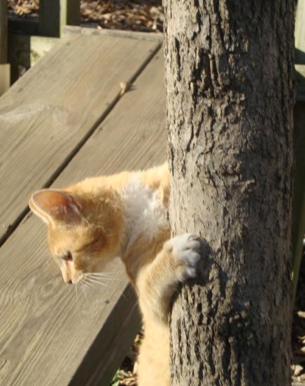 Roy Climbing Down