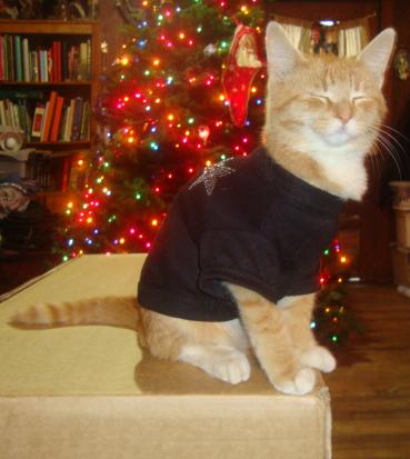 Roy on Christmas in his Tee