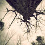 Desolation Tree