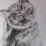 Charcoal Wessie the Cat