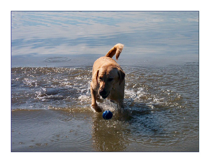 Canine Aquatic Event