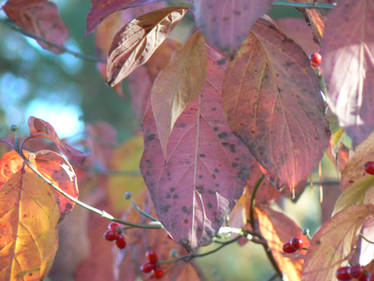 Leaves