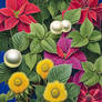 00138-2819694852-poinsettia plants