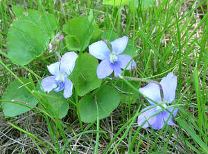 Pale Violets