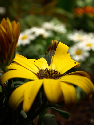 yellow marguerite