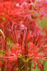 spider lily