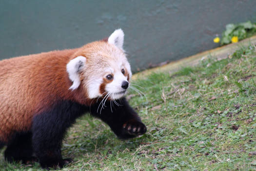 Red Panda 03-11