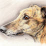Greyhound Coloured Pencil Portrait