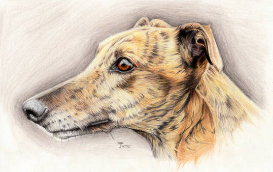 Greyhound Coloured Pencil Portrait