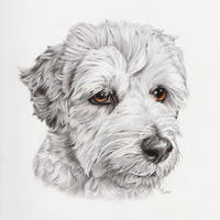 Tibetan Terrier Pet Portrait Commission