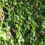 Seaweed at low tide