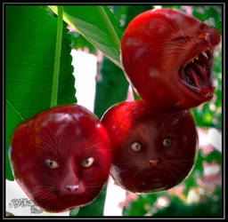 cherry kitties