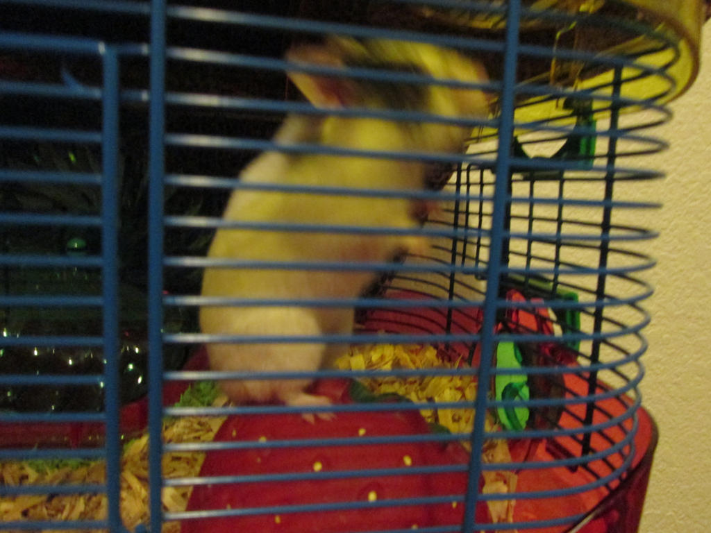 My hamster Oreo!! 2