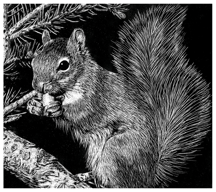 Squirrel (Scratchboard) by Kittykicker on DeviantArt