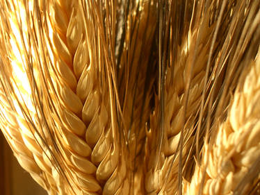 wheat