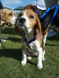 Arizona Beaglefest 2005