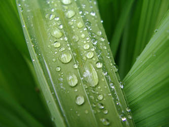  Water Drops on Leafy Greens