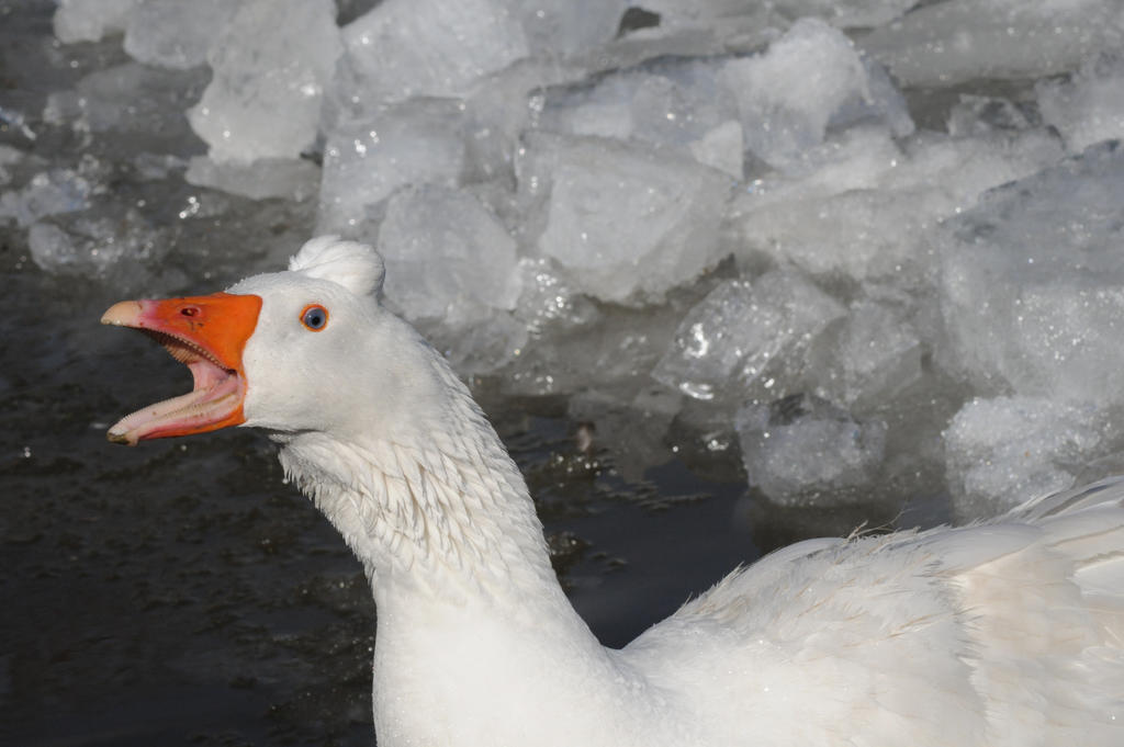 Merlock honk by atrafeathers on DeviantArt