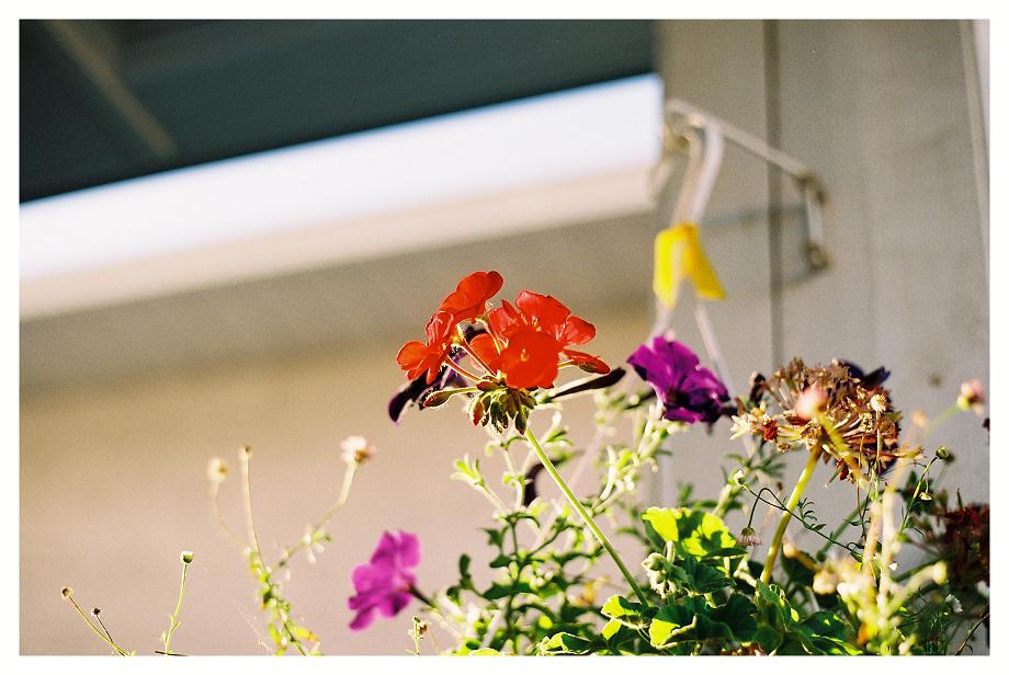 La Petite Fleur Rouge